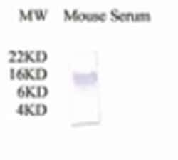 Invitrogen&trade;&nbsp;Complement C3a Polyclonal Antibody