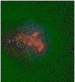 Invitrogen 5-Methylcytosine Polyclonal Antibody 250 &mu;g; Unconjugated:Antibodies,