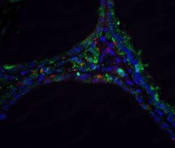 Invitrogen DNase II Polyclonal Antibody 100 &mu;g; Unconjugated:Antibodies,