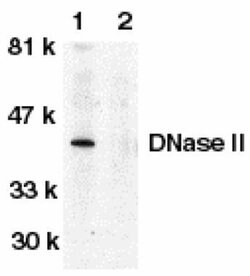 Invitrogen DNase II Polyclonal Antibody 100 &mu;g; Unconjugated:Antibodies,