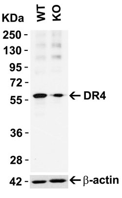 Invitrogen DR4 Polyclonal Antibody 100 &mu;g | Buy Online | Invitrogen&trade; | Fisher Scientific