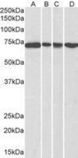Invitrogen DDX5 Polyclonal Antibody 100 &mu;g; Unconjugated:Anticuerpos