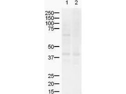 Invitrogen ZIC2 Polyclonal Antibody 50 &mu;g | Buy Online | Invitrogen&trade; | Fisher Scientific
