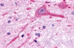 Invitrogen MCHR2 Polyclonal Antibody 25 &mu;g; Unconjugated:Antibodies,