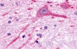 Invitrogen MCHR2 Polyclonal Antibody 25 &mu;g; Unconjugated:Antibodies,