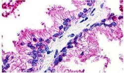 Invitrogen GPR25 Polyclonal Antibody 25 &mu;g; Unconjugated:Antibodies,