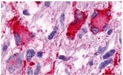 Invitrogen GPR25 Polyclonal Antibody 25 &mu;g; Unconjugated:Antibodies,