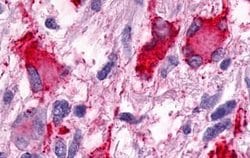 Invitrogen GPR25 Polyclonal Antibody 25 &mu;g; Unconjugated:Antibodies,