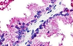 Invitrogen GPR25 Polyclonal Antibody 25 &mu;g; Unconjugated:Antibodies,