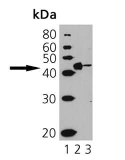 Invitrogen CD40 Polyclonal Antibody 50 &mu;g | Buy Online | Invitrogen&trade; | Fisher Scientific