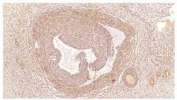 Invitrogen PDE4C Polyclonal Antibody 100 &mu;g; Unconjugated:Antibodies,