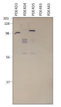 Invitrogen PDE4D Polyclonal Antibody 100 &mu;g; Unconjugated:Antibodies,