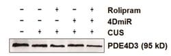 Invitrogen PDE4D3 Polyclonal Antibody 100 &mu;g; Unconjugated:Antibodies,