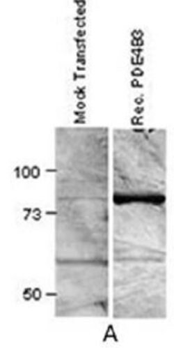 Invitrogen PDE4B Polyclonal Antibody 100 &mu;g; Unconjugated:Antibodies,
