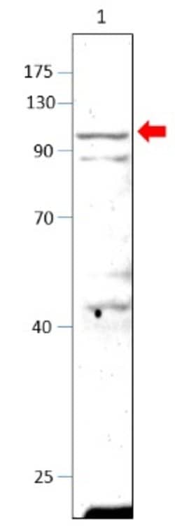 PDE10A Polyclonal Antibody, Invitrogen 100 &mu;g; Unconjugated:Antibodies,