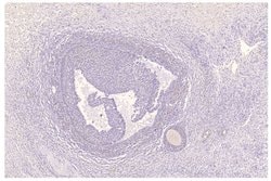 Invitrogen PDE11A Polyclonal Antibody 100 &mu;g; Unconjugated:Antibodies,