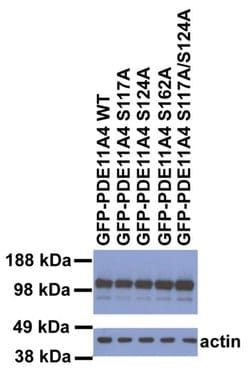 Invitrogen PDE11A Polyclonal Antibody 100 &mu;g | Buy Online | Invitrogen&trade; | Fisher Scientific