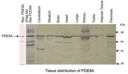 Invitrogen PDE9A Polyclonal Antibody 100 &mu;g | Buy Online | Invitrogen&trade; | Fisher Scientific