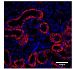 Invitrogen NPR1 Polyclonal Antibody 100 &mu;g; Unconjugated:Antibodies,