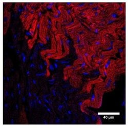 Invitrogen NPR1 Polyclonal Antibody 100 &mu;g; Unconjugated:Antibodies,