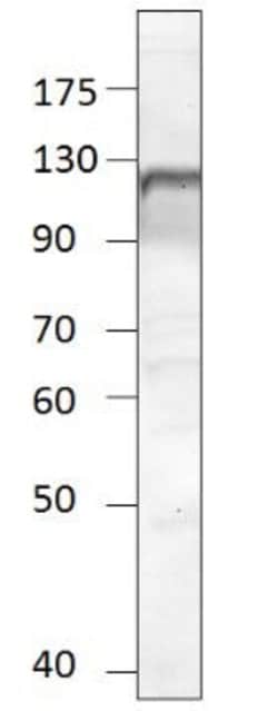 Invitrogen NPR1 Polyclonal Antibody 100 &mu;g; Unconjugated:Antibodies,