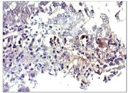 Invitrogen BMP-2 Polyclonal Antibody 100 &mu;g; Unconjugated:Antibodies,
