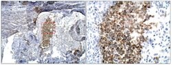 Invitrogen BMP-2 Polyclonal Antibody 100 &mu;g; Unconjugated:Antibodies,