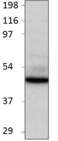 Invitrogen BMP-2 Polyclonal Antibody 100 &mu;g; Unconjugated:Antibodies,