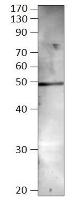 Invitrogen BMP-8B Polyclonal Antibody 100 &mu;g; Unconjugated:Antibodies,