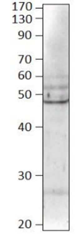 Invitrogen BMP-8B Polyclonal Antibody 100 &mu;g; Unconjugated:Antibodies,
