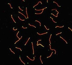 Invitrogen SCP3 Polyclonal Antibody 100 &mu;L; Unconjugated:Antibodies,