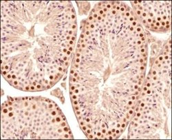 Invitrogen SCP3 Polyclonal Antibody 100 &mu;L; Unconjugated:Antibodies,