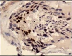 Invitrogen SCP3 Polyclonal Antibody 100 &mu;L; Unconjugated:Antibodies,