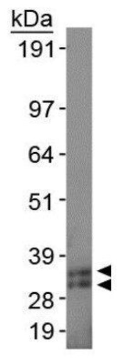 Invitrogen SCP3 Polyclonal Antibody 100 &mu;L; Unconjugated:Antibodies,