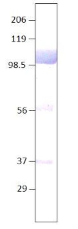 Invitrogen Lactoferrin Polyclonal Antibody 100 &mu;g; Unconjugated:Antibodies,