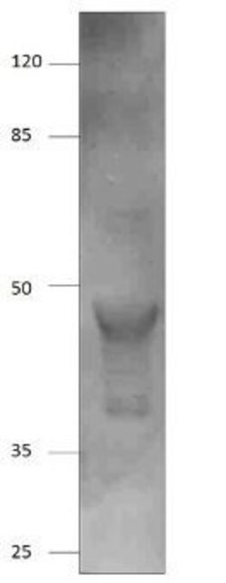 Invitrogen AMACR Polyclonal Antibody 100 &mu;g; Unconjugated:Antibodies,