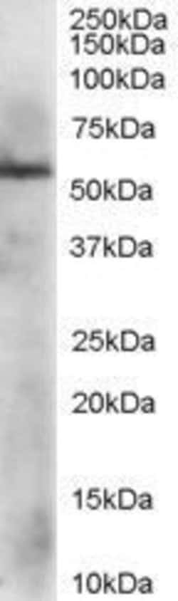 Invitrogen ERp57 Polyclonal Antibody 50 &mu;g; Unconjugated:Antibodies,