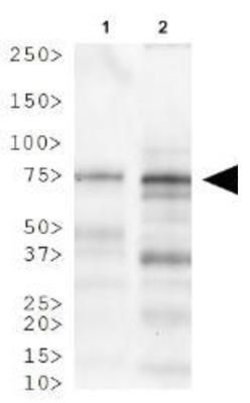 Invitrogen LIMP2 Polyclonal Antibody 100 &mu;L; Unconjugated:Antibodies,