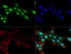 Invitrogen OGG1 Polyclonal Antibody 100 &mu;L | Buy Online | Invitrogen&trade; | Fisher Scientific