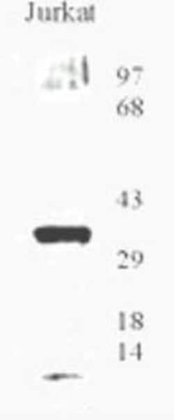 Invitrogen OGG1 Polyclonal Antibody 100 &mu;L | Buy Online | Invitrogen&trade; | Fisher Scientific