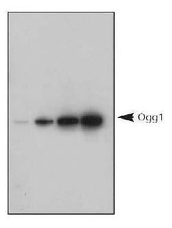 Invitrogen OGG1 Polyclonal Antibody 100 &mu;L | Buy Online | Invitrogen&trade; | Fisher Scientific