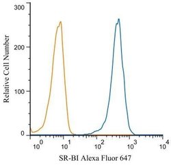 Invitrogen SR-BI Polyclonal Antibody 100 &mu;L; Unconjugated:Antibodies,