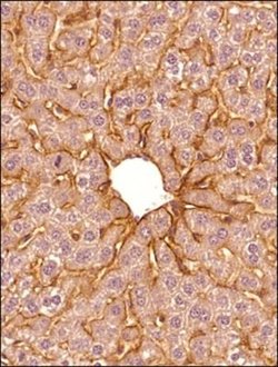 Invitrogen SR-BI Polyclonal Antibody 100 &mu;L; Unconjugated:Antibodies,