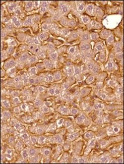 Invitrogen SR-BI Polyclonal Antibody 100 &mu;L; Unconjugated:Antibodies,