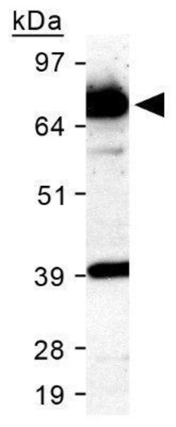 Invitrogen SR-BI Polyclonal Antibody 100 &mu;L; Unconjugated:Antibodies,
