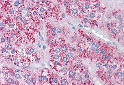 Invitrogen MTA1 Polyclonal Antibody 100 &mu;g; Unconjugated:Antibodies,