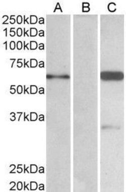 Invitrogen BAI1 Isoform 3 Polyclonal Antibody 50 &mu;g; Unconjugated:Antibodies,