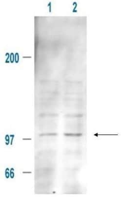 Invitrogen Phospho-MDM2 (Ser185) Polyclonal Antibody 50 &mu;g; Unconjugated:Antibodies,