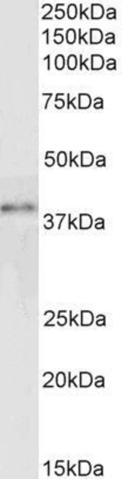 Invitrogen GRAP2 Polyclonal Antibody 50 &mu;g; Unconjugated:Antibodies,