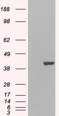 Invitrogen GRAP2 Polyclonal Antibody 50 &mu;g; Unconjugated:Antibodies,